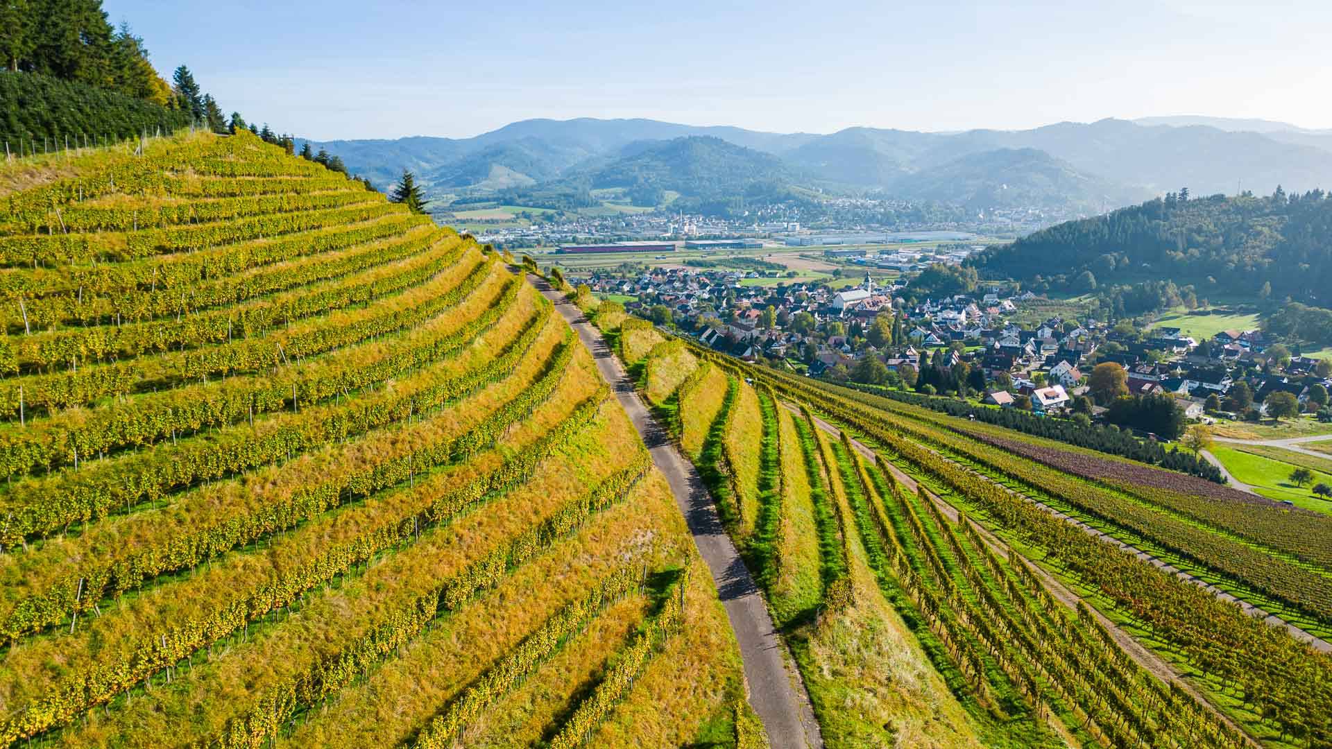 Weinreben in Gengenbach